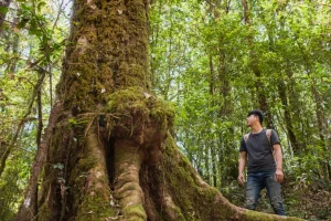 EKOSISTEM TERJAGA DENGAN PENGELOLAAN HUTAN HCVF