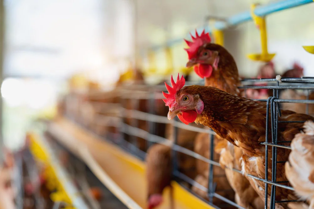 10 TIPS SUKSES BUDIDAYA AYAM PETELUR AGAR PRODUKSI TELUR MAKSIMAL