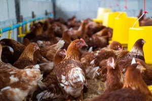 Training manajemen ayam petelur
